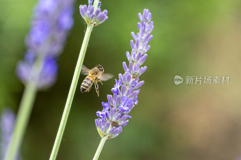 薰衣草上的蜜蜂