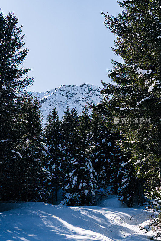 阳光灿烂的日子里，雪山和森林