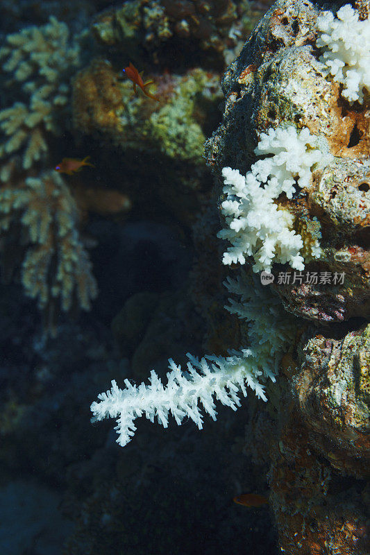 指珊瑚海洋生物宏，特写。珊瑚礁水下照片水肺潜水员视角红海