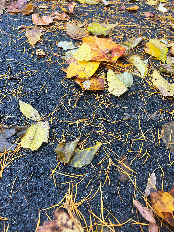 湿沥青上的树叶和针