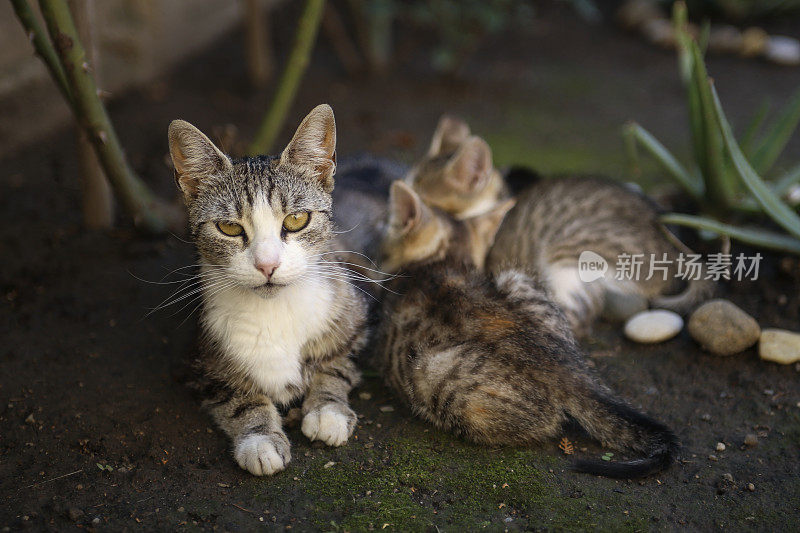 猫和小猫们