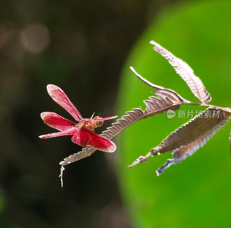 叶子上的红蜻蜓