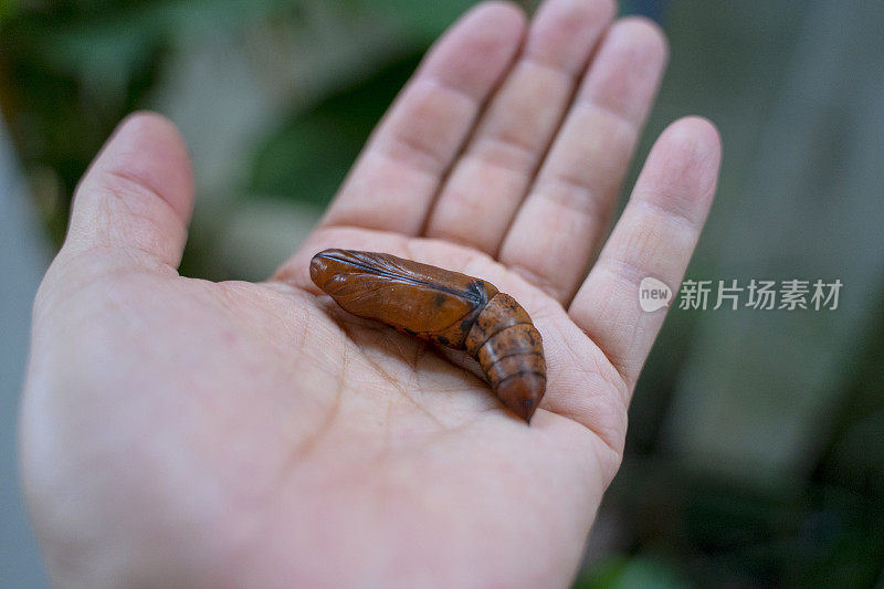 巨夜蝶蛹在手。