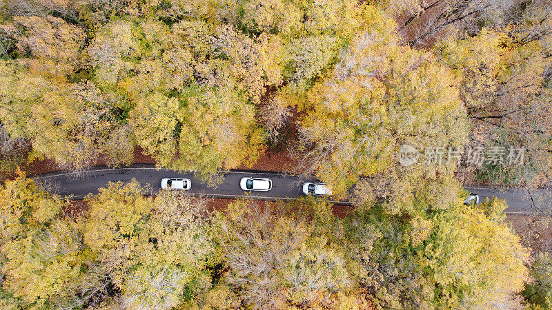 秋色的森林和道路