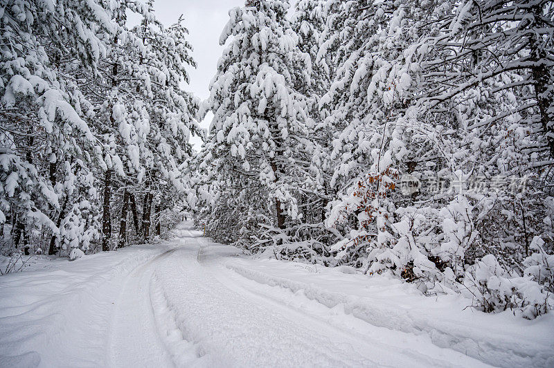 冬天的场景——森林里的雪路和树