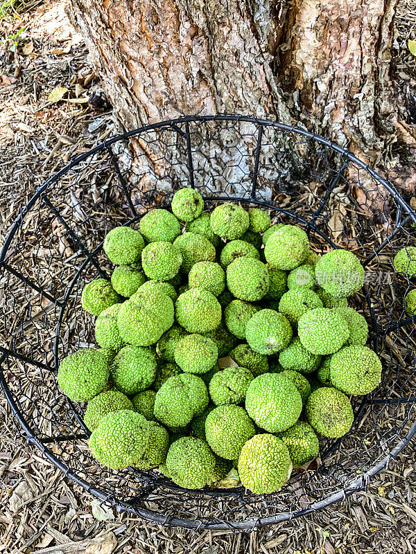 在密苏里州的夏末，橙色的橘子散落在地上。