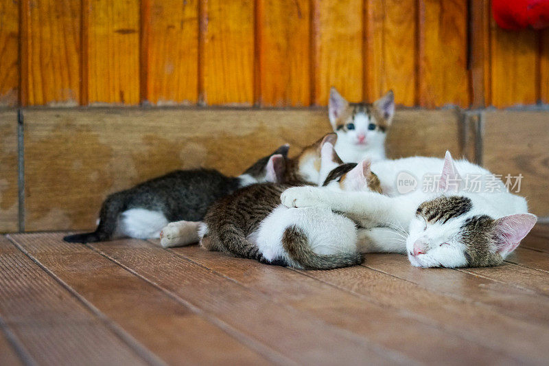 小猫的喂食时间