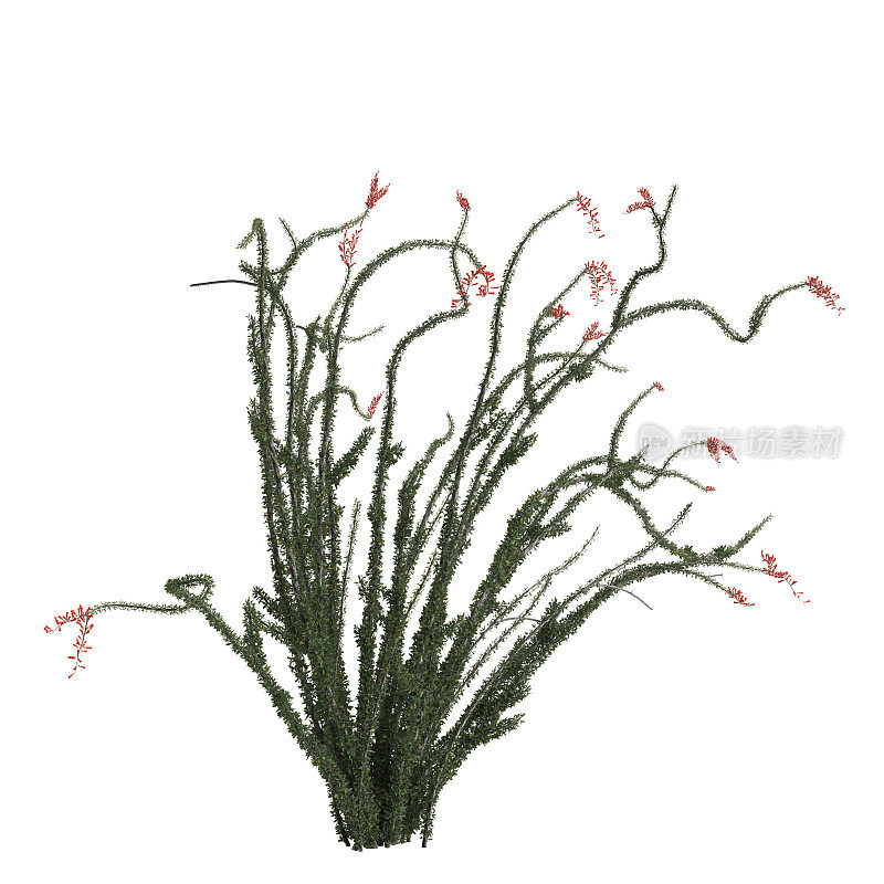 白色背景上分离的蒲团灌木的3d插图