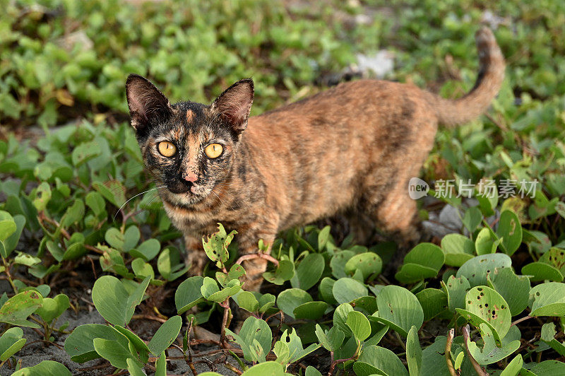 灌木丛里的条纹猫