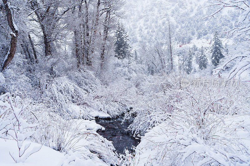 雪霜树冬季景观