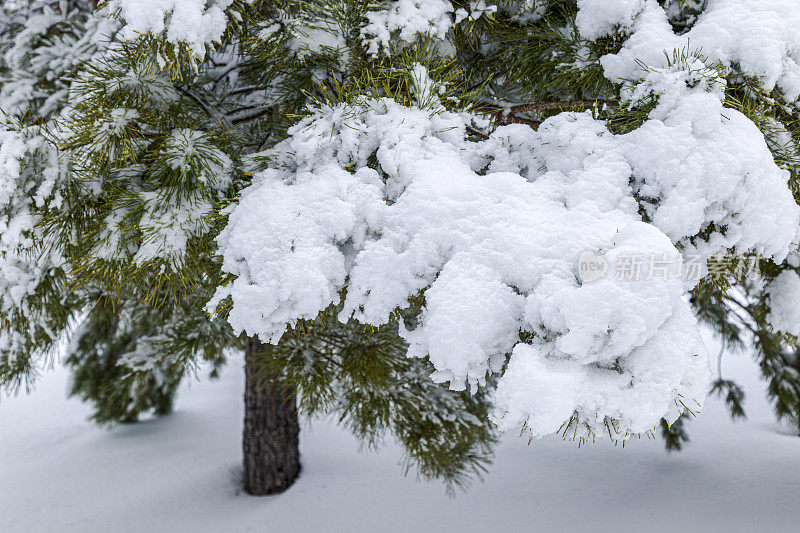 白雪覆盖的松枝