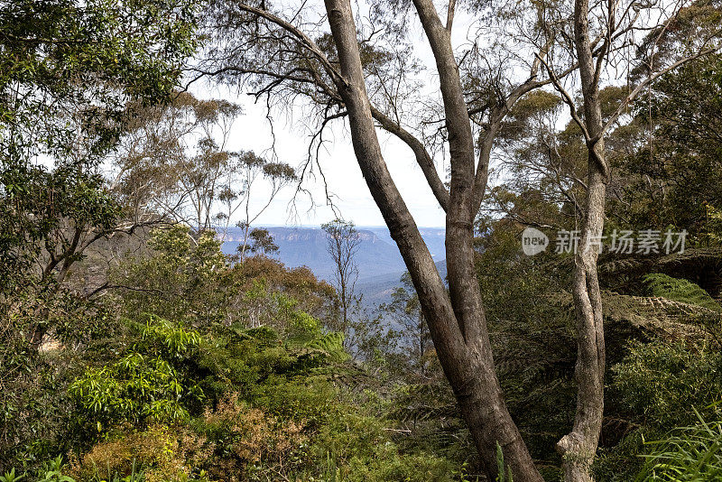 透过森林俯瞰蓝山国家公园的贾米森山谷，背景与复制空间