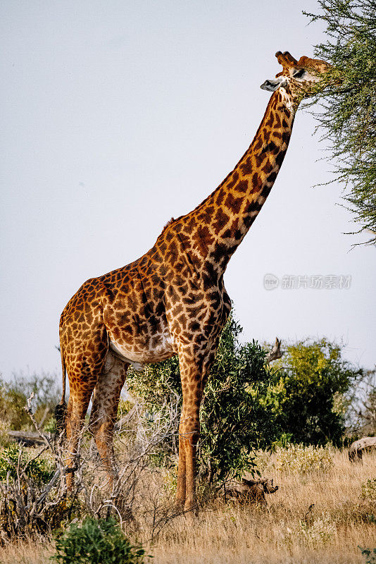 高大的长脖子长颈鹿吃着植物，在温暖的阳光下在大草原上散步