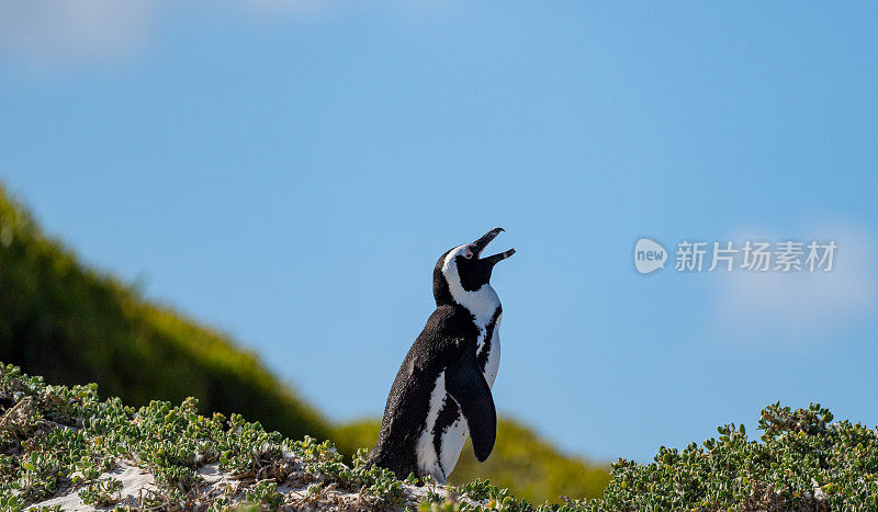 南非开普敦外著名的巨石海滩上，野生非洲角企鹅正在呼唤它们的伴侣