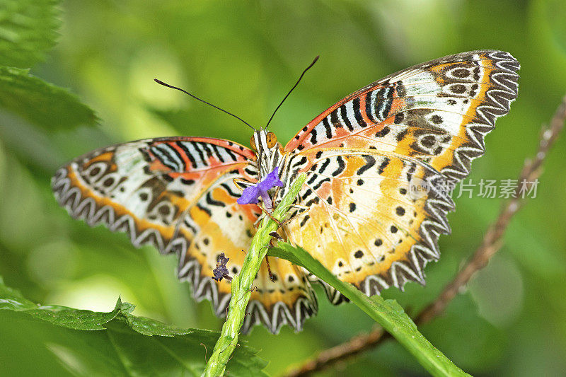 蝴蝶展开翅膀喝花汁——动物行为。