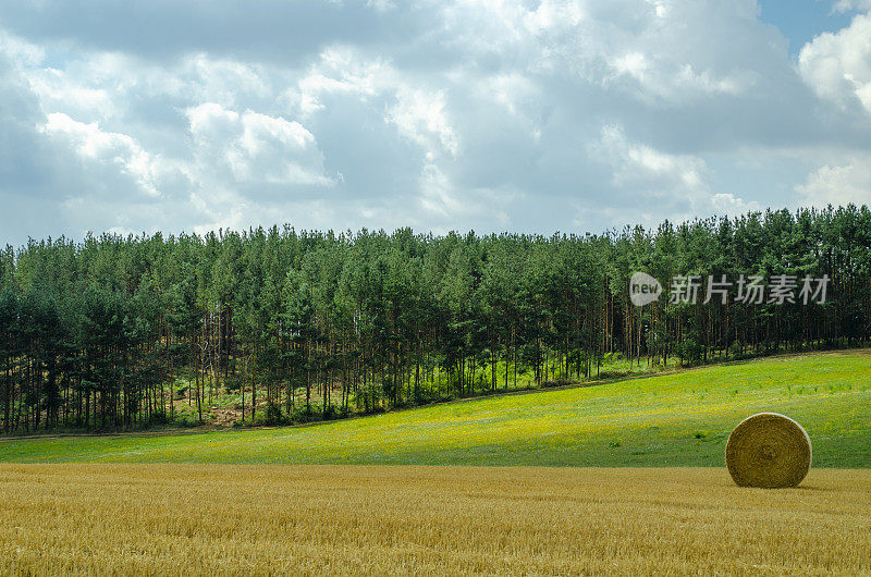 夏天收获的田里的圆捆稻草