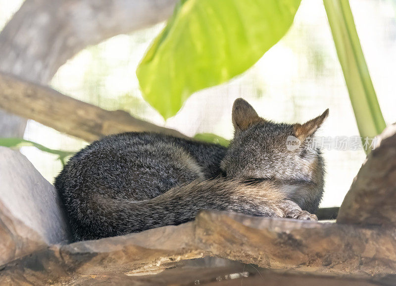 灰色或银色的狐狸在睡觉