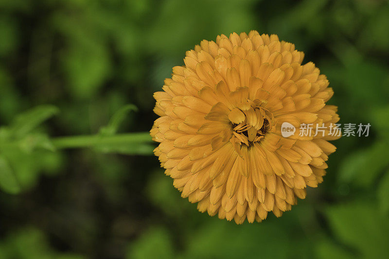 绿色植物前的单株橙色金盏花