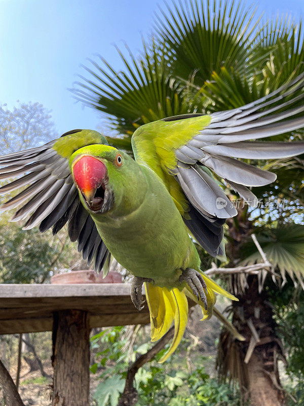 图像野生绿色印度环颈鹦鹉攻击与喙开放，正面行动拍摄的绿色鸟准备咬它的猎物