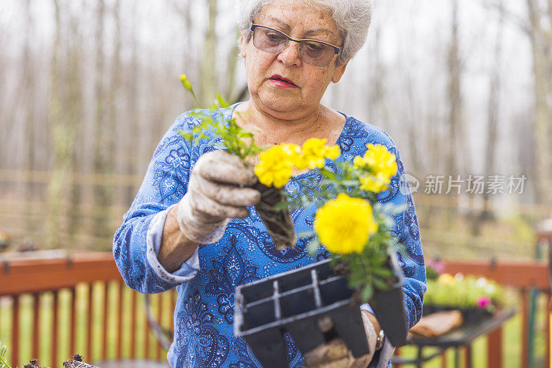 春天种花。一位年长的女园丁正在把金盏花移植到花盆里。