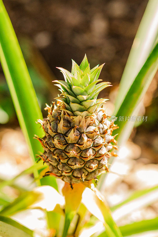 在佛罗里达州西棕榈滩，生长在菠萝植物上的新鲜本土金凤梨，开花紫色花朵