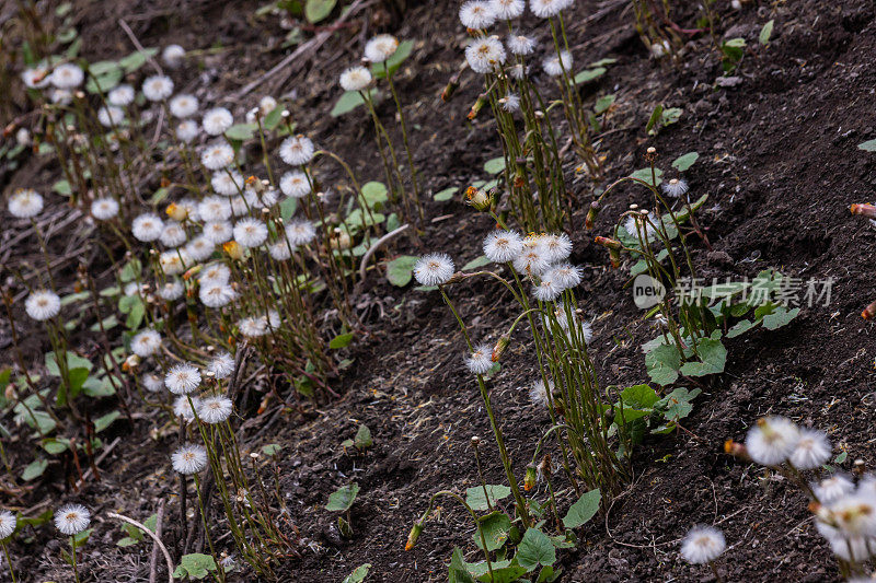 Mid-spring。Tussilago的Coltsfoot已经开花并开始结出种子。绒毛蝙蝠的形成