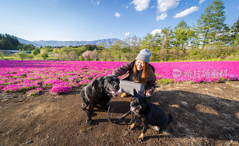 一位妇女带着她的狗停下来欣赏一大片粉红色的花