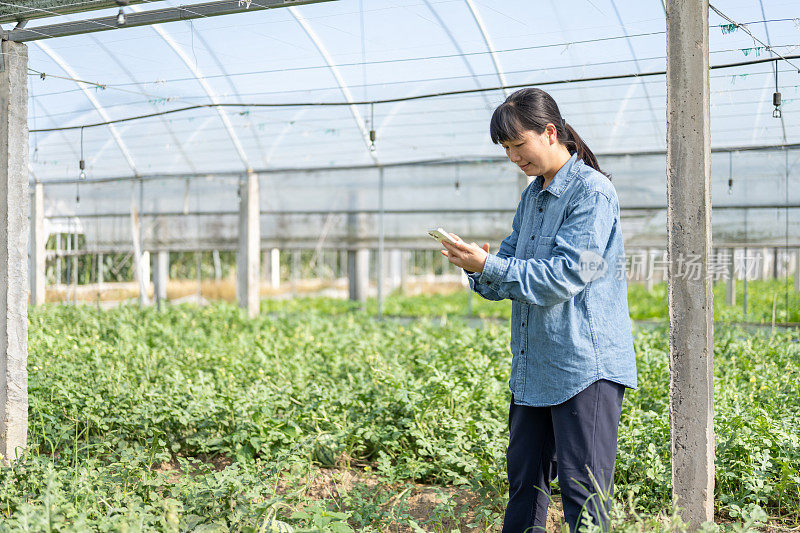 一位女农民在西瓜种植温室里用手机工作