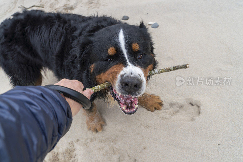 伯尔尼山犬zenenenhund正在沙滩上和主人玩耍，模仿攻击和打斗。