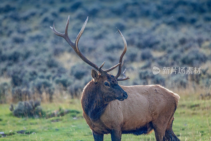 在美国西北部的北美黄石公园，蒙大拿公麋鹿正在放牧麋鹿
