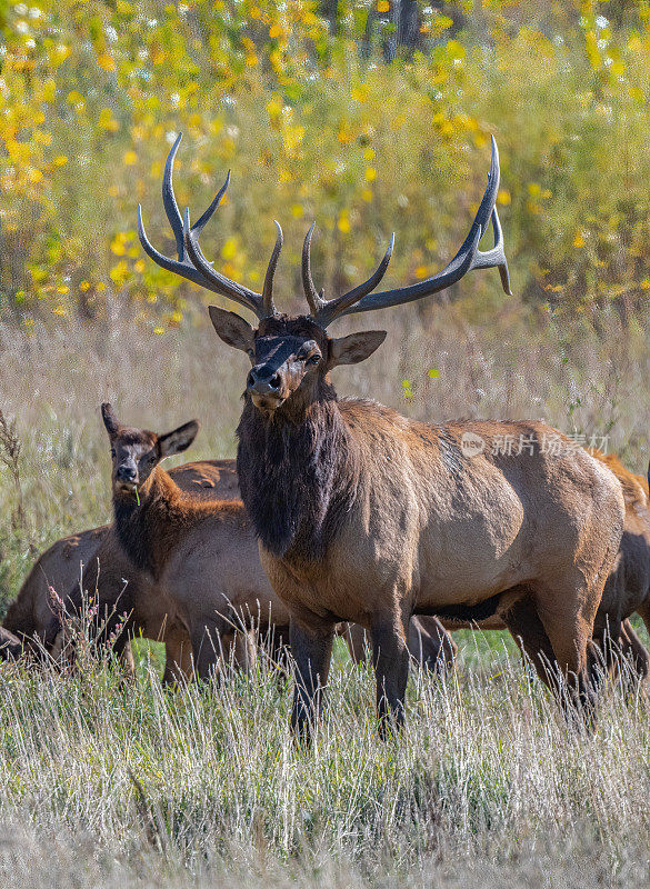 在美国西部的蒙大拿州北部，公麋鹿和母麋鹿站在一起看镜头