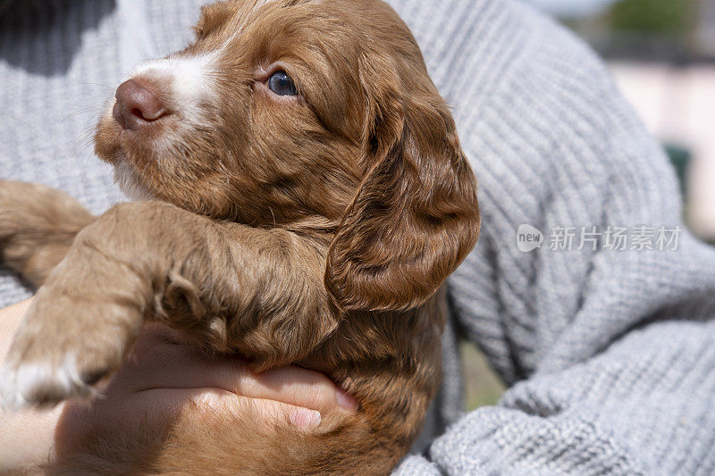 可卡犬幼犬