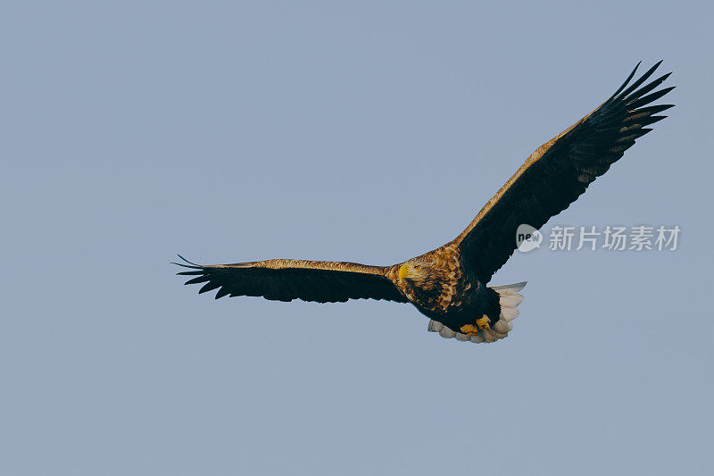 白尾鹰或海雕在挪威北部上空飞翔