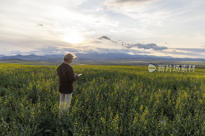 农民望向油菜籽田，远山