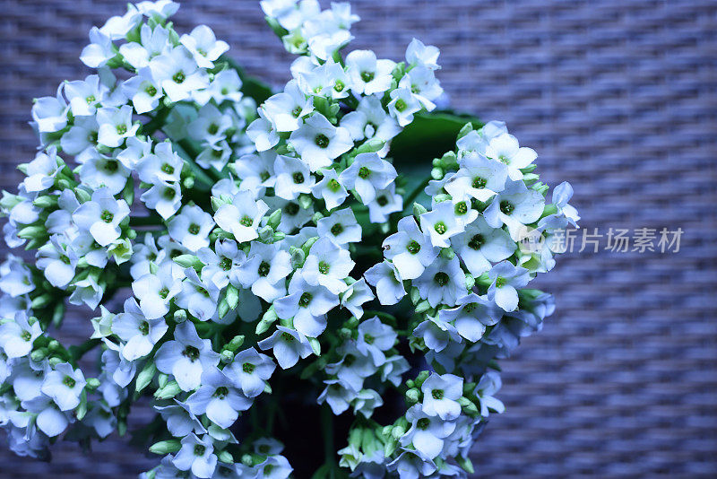 阿拉伯白芥(芸苔科)，又名雪地菜