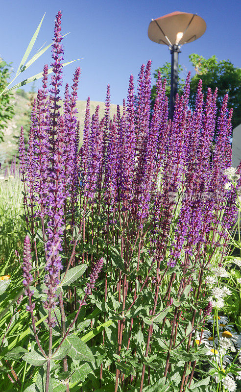 在怀俄明州提顿县的杰克逊(杰克逊洞)，鼠尾草'Caradonna'