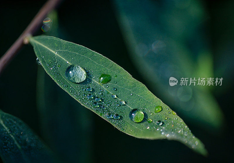 雨滴落在绿叶上，微距拍摄