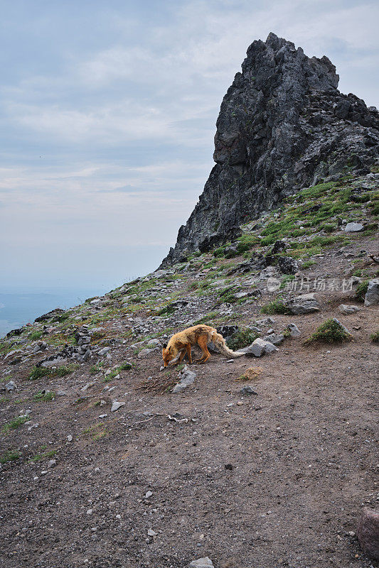 野生狐狸上火山挤压骆驼