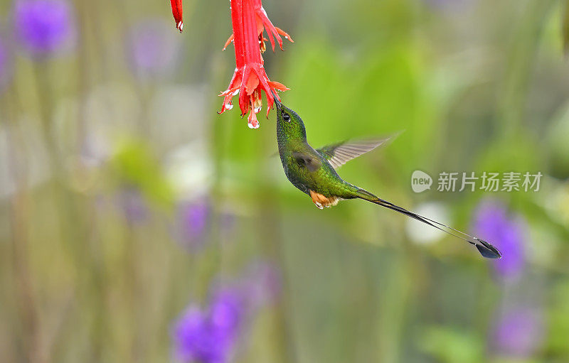 从红花中提取花蜜的秘鲁球拍尾。