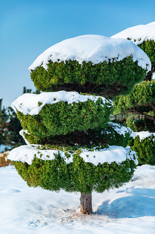 纯白色的背景上，杉树树枝上覆盖着厚厚的积雪