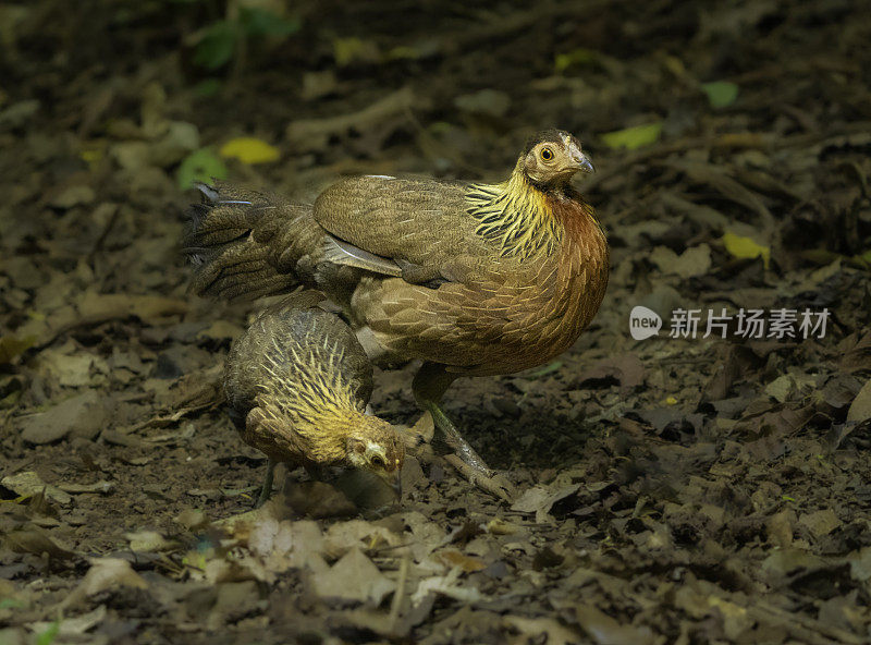 红色Junglefowl-females