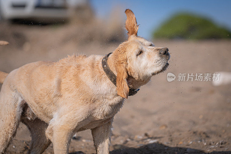 金毛寻回犬在沙滩上玩耍后抖了抖身子
