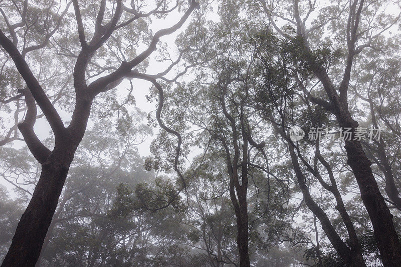 雨林的树冠笼罩在薄雾中