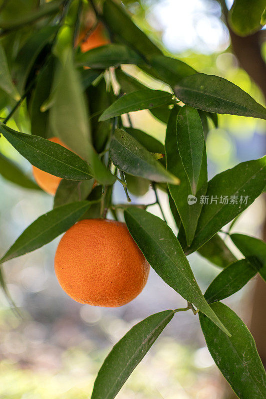 橘子树和水果生长