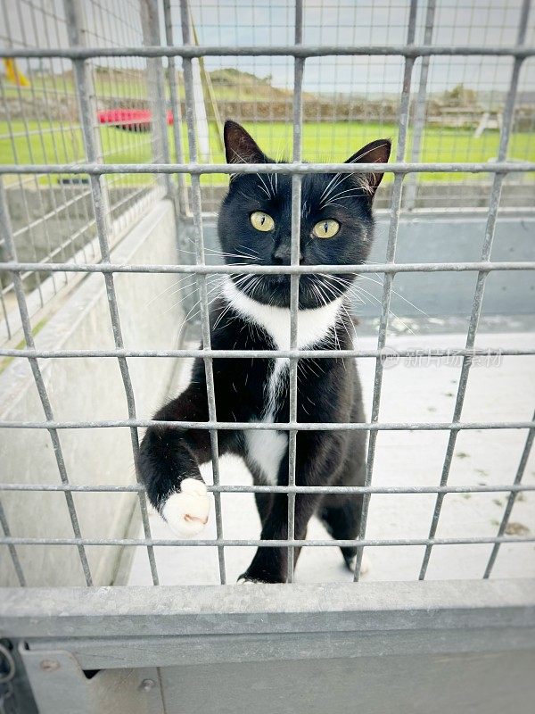 猫在庇护所的笼子里，用哀求的眼睛希望被收养