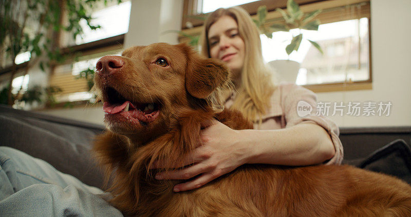 一位女士和心爱的宠物狗新斯科舍省鸭鸣猎犬一起躺在沙发上，愉快地抚摸着它