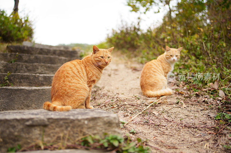 虎斑猫蹲在地上