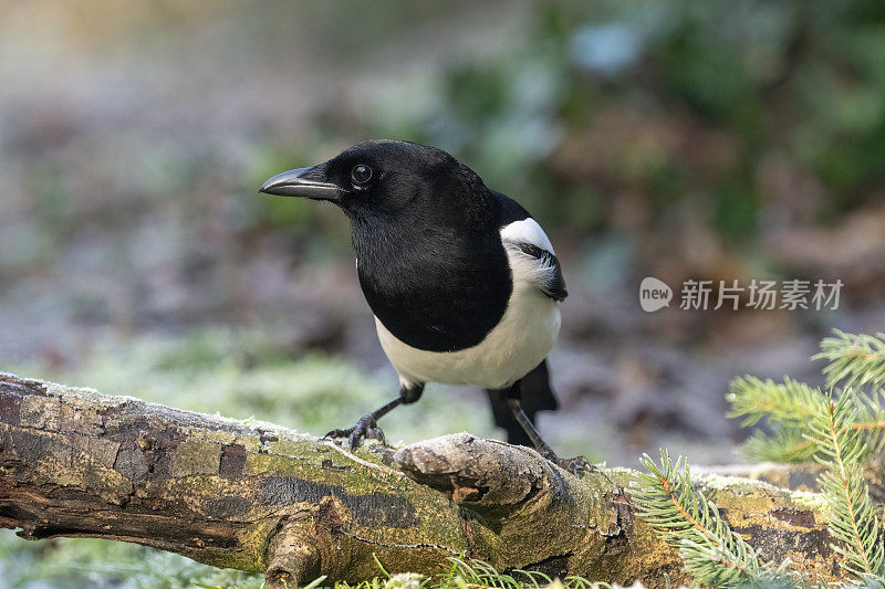 欧洲喜鹊(异食癖)