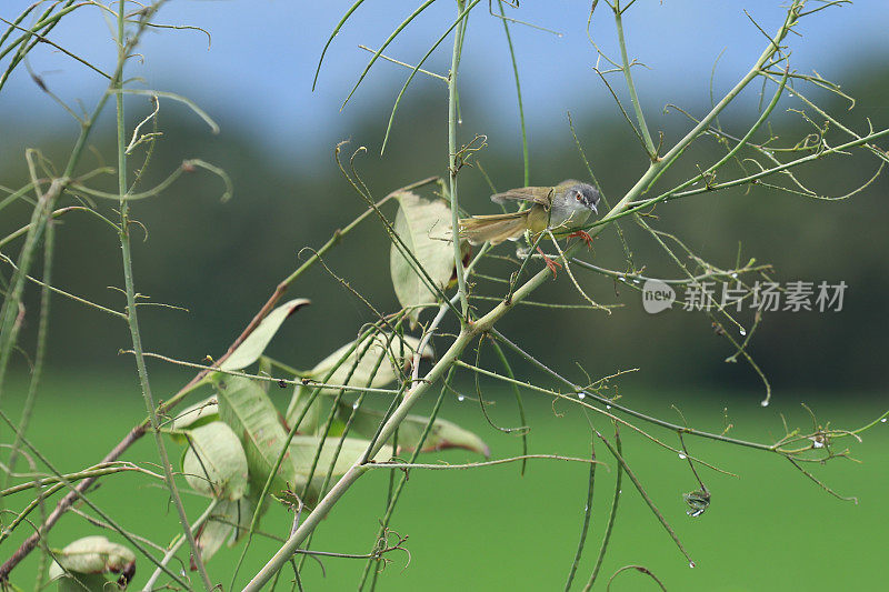 鸟儿栖息在树枝上