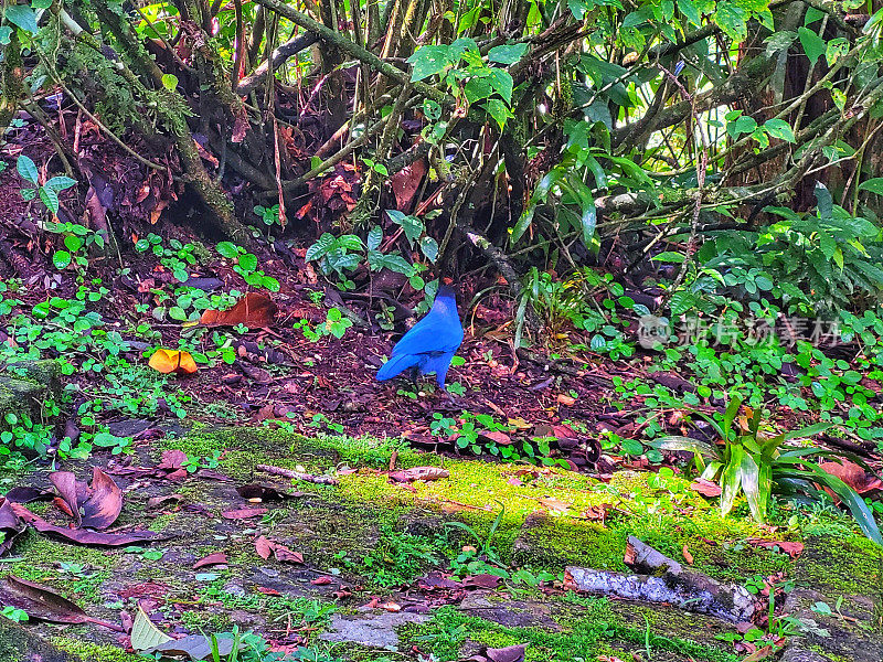 蓝乌鸦，巴西帕拉纳州的象征，在大西洋森林中央的一棵树上自由飞翔。